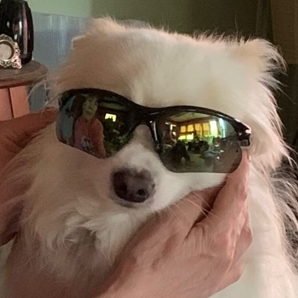 Meet your Posher, George - Picture 1 of 1